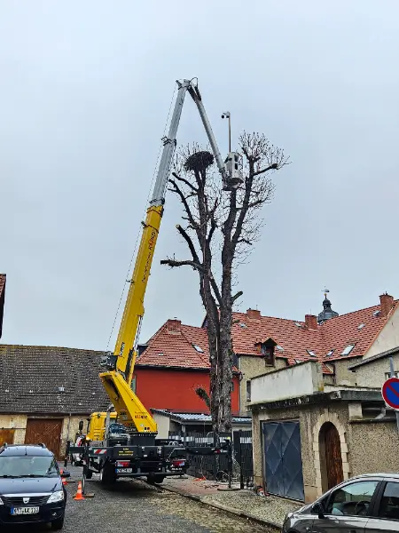 Storchennest Kamera aufbau