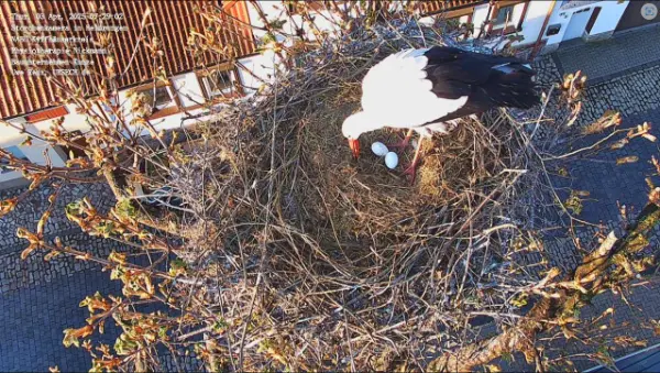 Heldrungen Storchennest