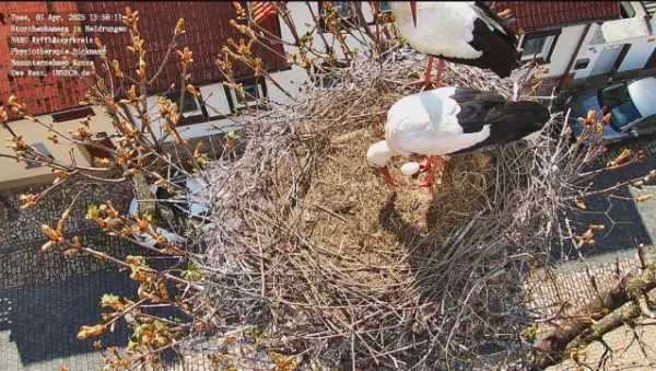 Storchennest Aufbau