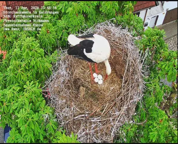 Storchennest Live Aufnahme